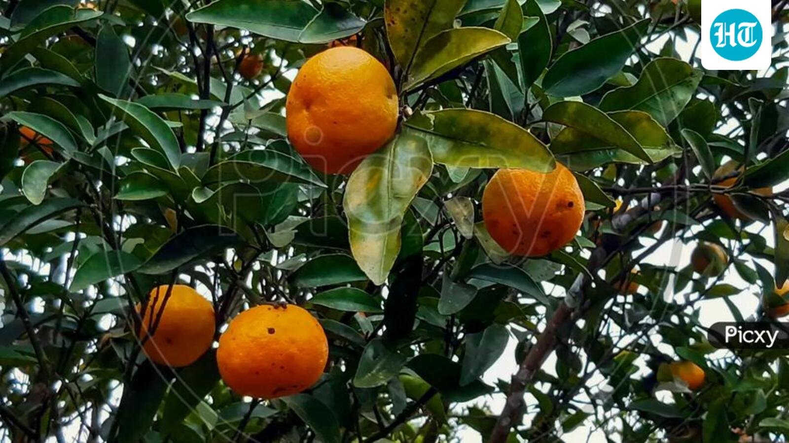 West Bengal’s Darjeeling Mandarin Orange gets Geographical Indication status