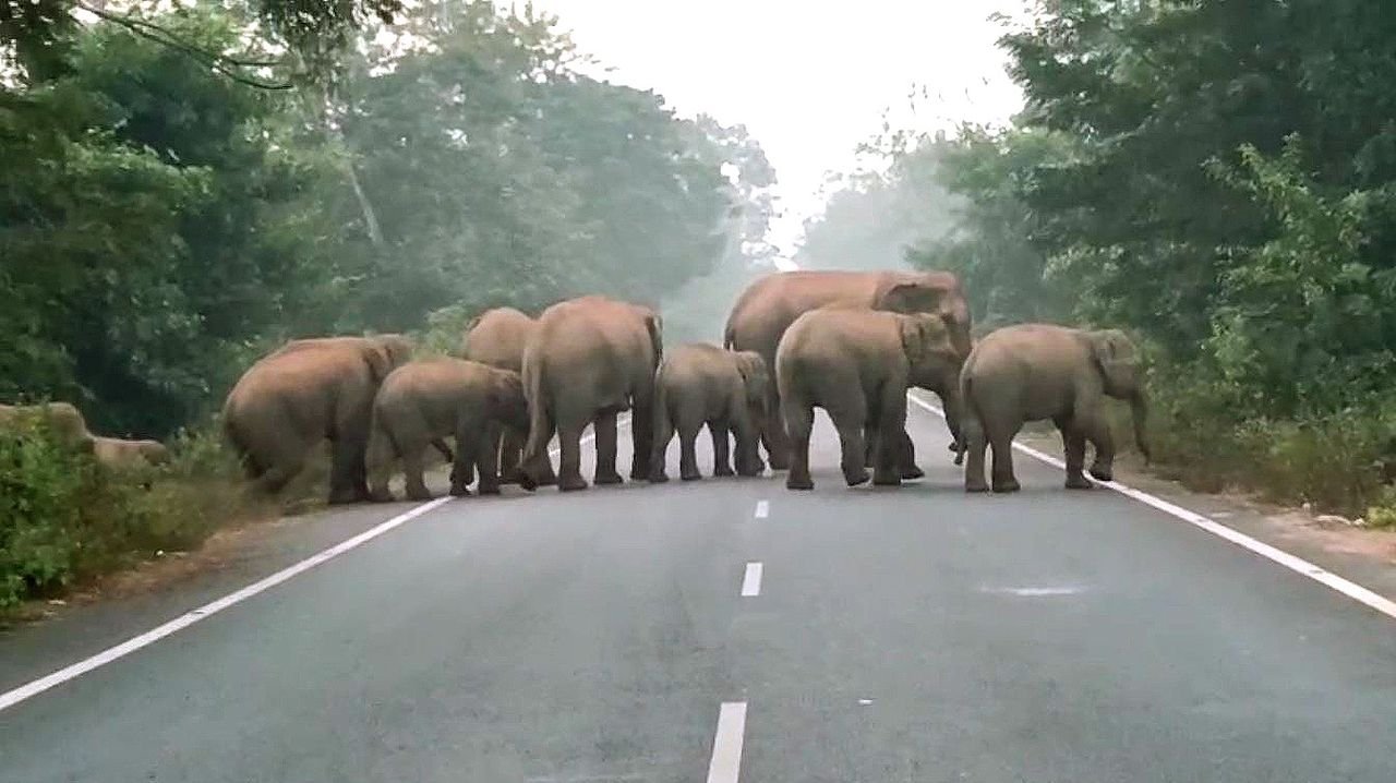 Herd of 19 elephants creates panic in Athagarh; crops damaged across villages