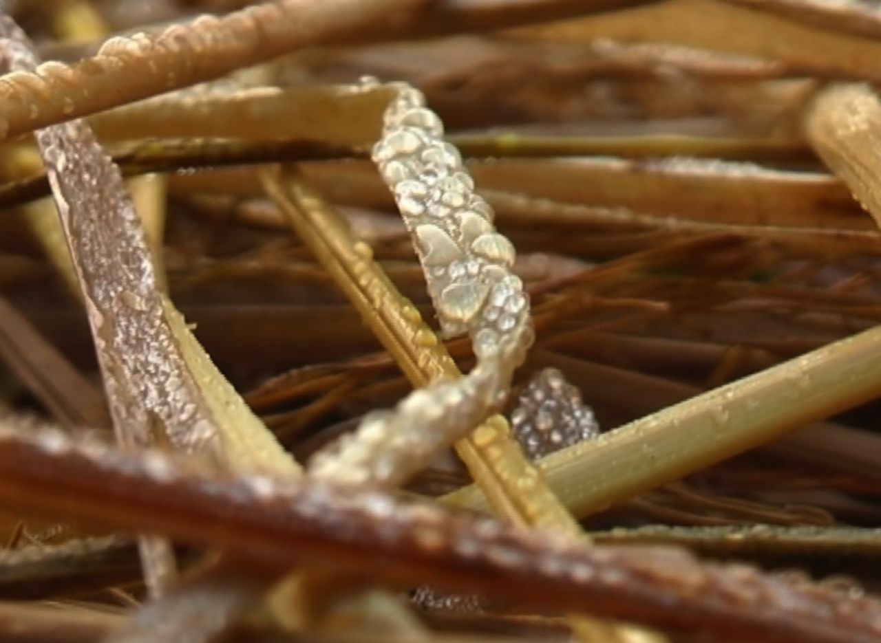 Cold wave grips Odisha, Semiliguda coldest at 5.2°C; IMD predicts no change in conditions till December 22