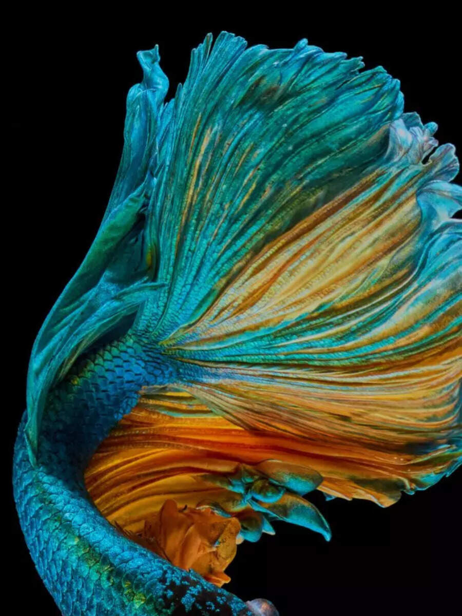 10 low-maintenance fish for home aquariums