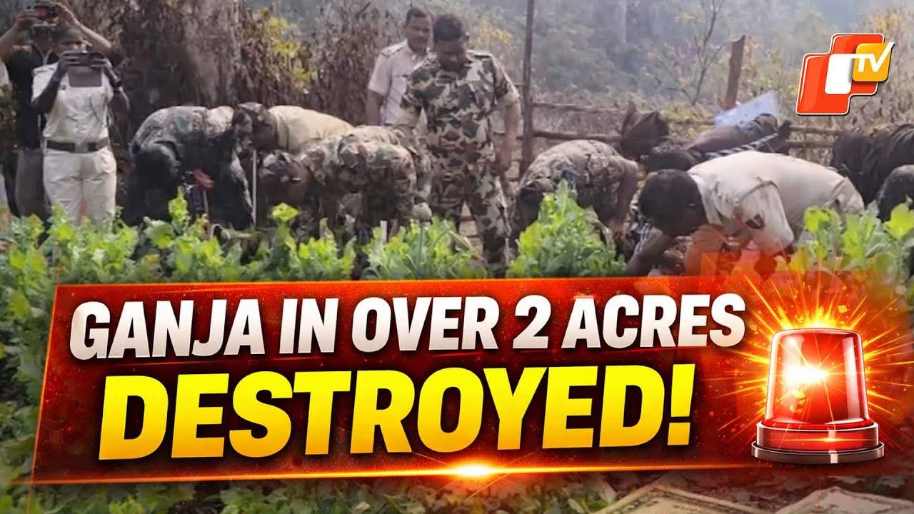 Odisha Police Destroy Over 2 Acres Of Illegal Ganja Cultivation