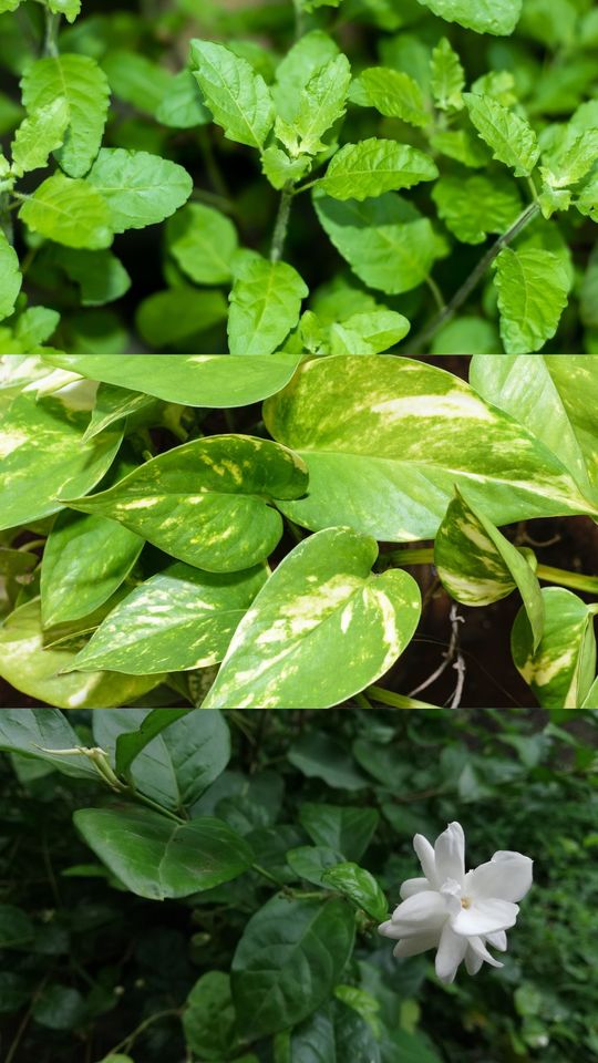 6 Auspicious Plants to Place at Your Home Entrance for Luck and Positive Energy