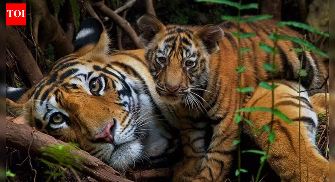 India saved its tigers. Now big cats are running out of room