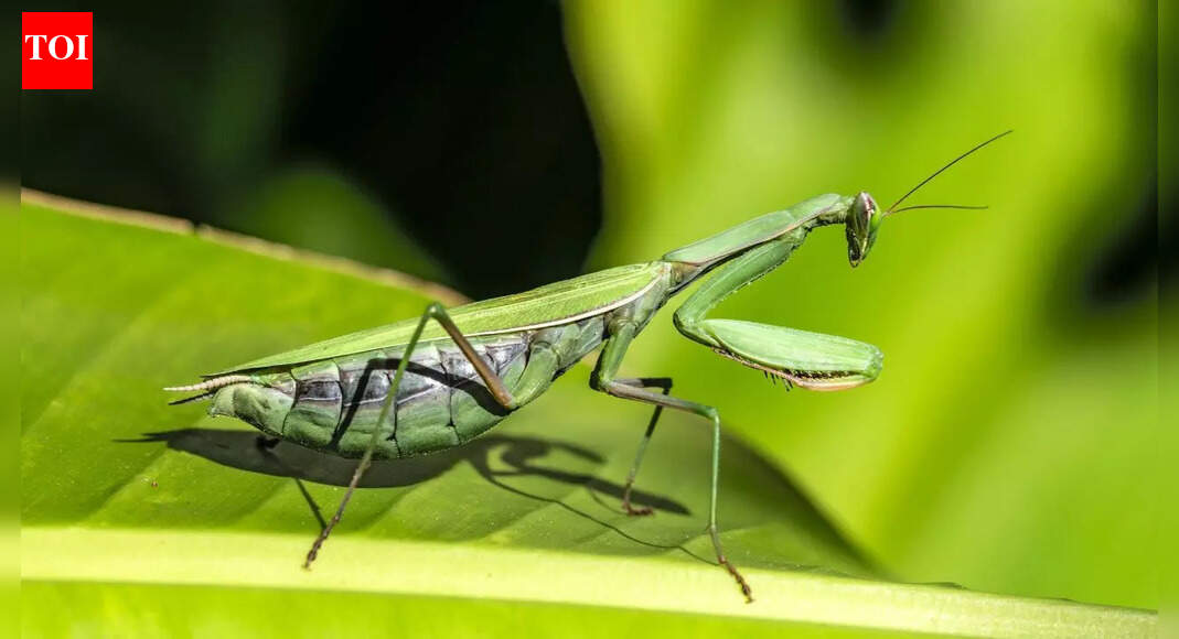 Why some animals die after mating: Male antechinus, praying mantis, octopuses and more