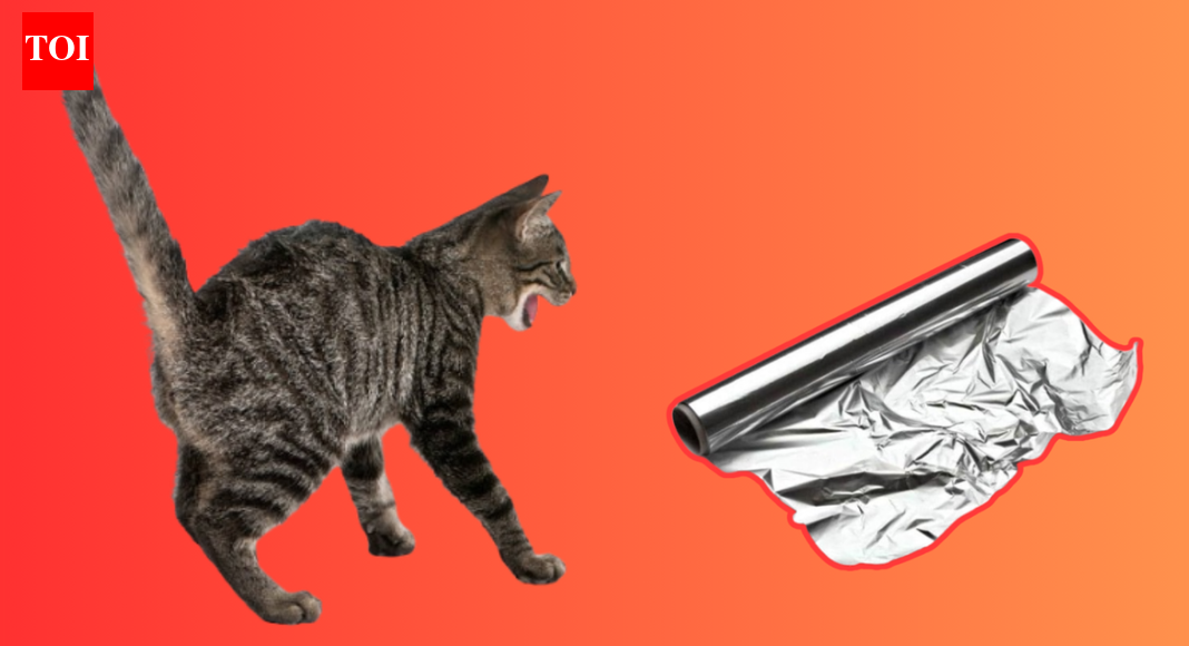 Do cats really hate aluminium foil? What makes them startle and what science says