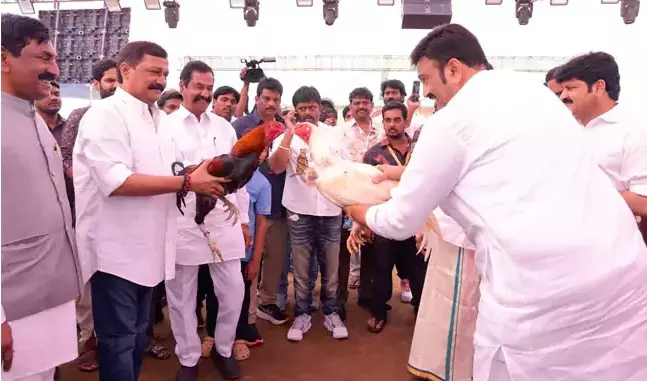 Cockfights Add to Sankranti Festive Fervour in Andhra Pradesh