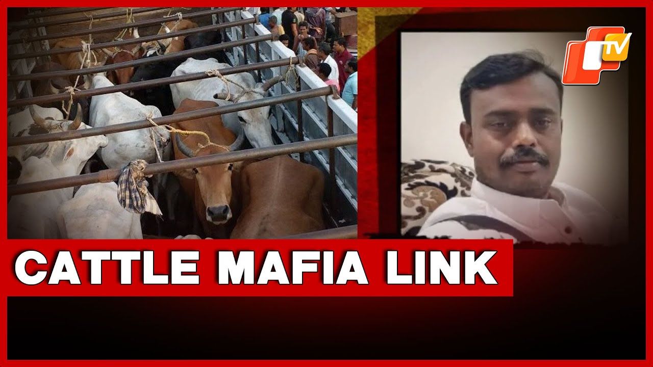 Cattle Mafia’s Balasore Link Under Scanner