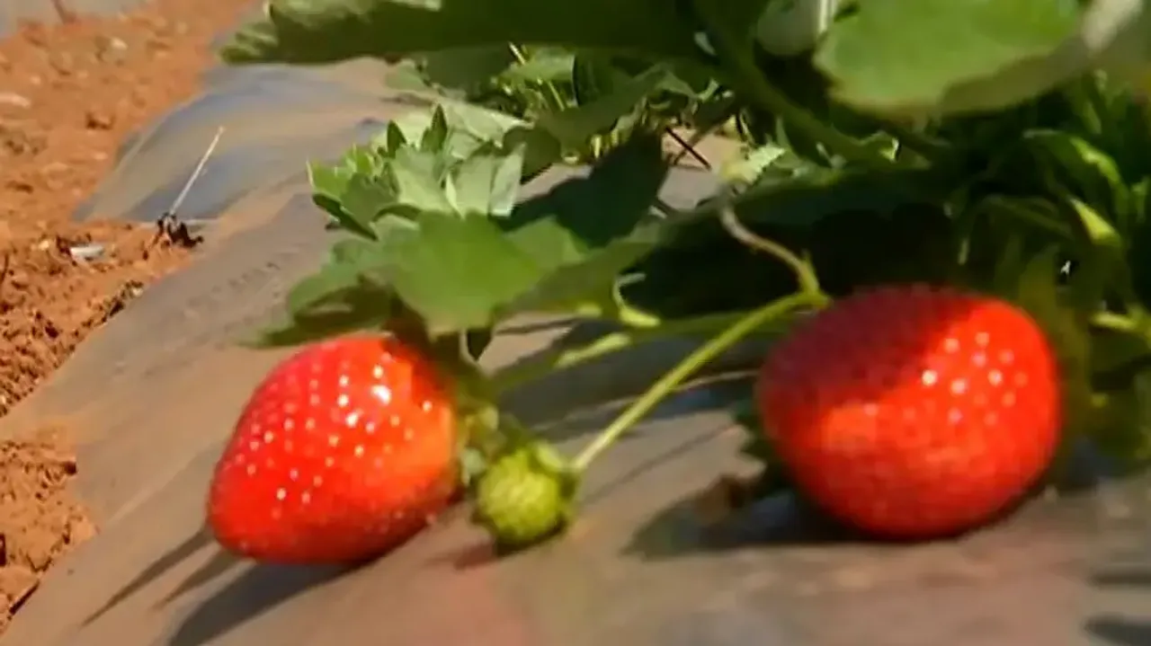 Strawberry farming brings financial prosperity to farmers in Cuttack