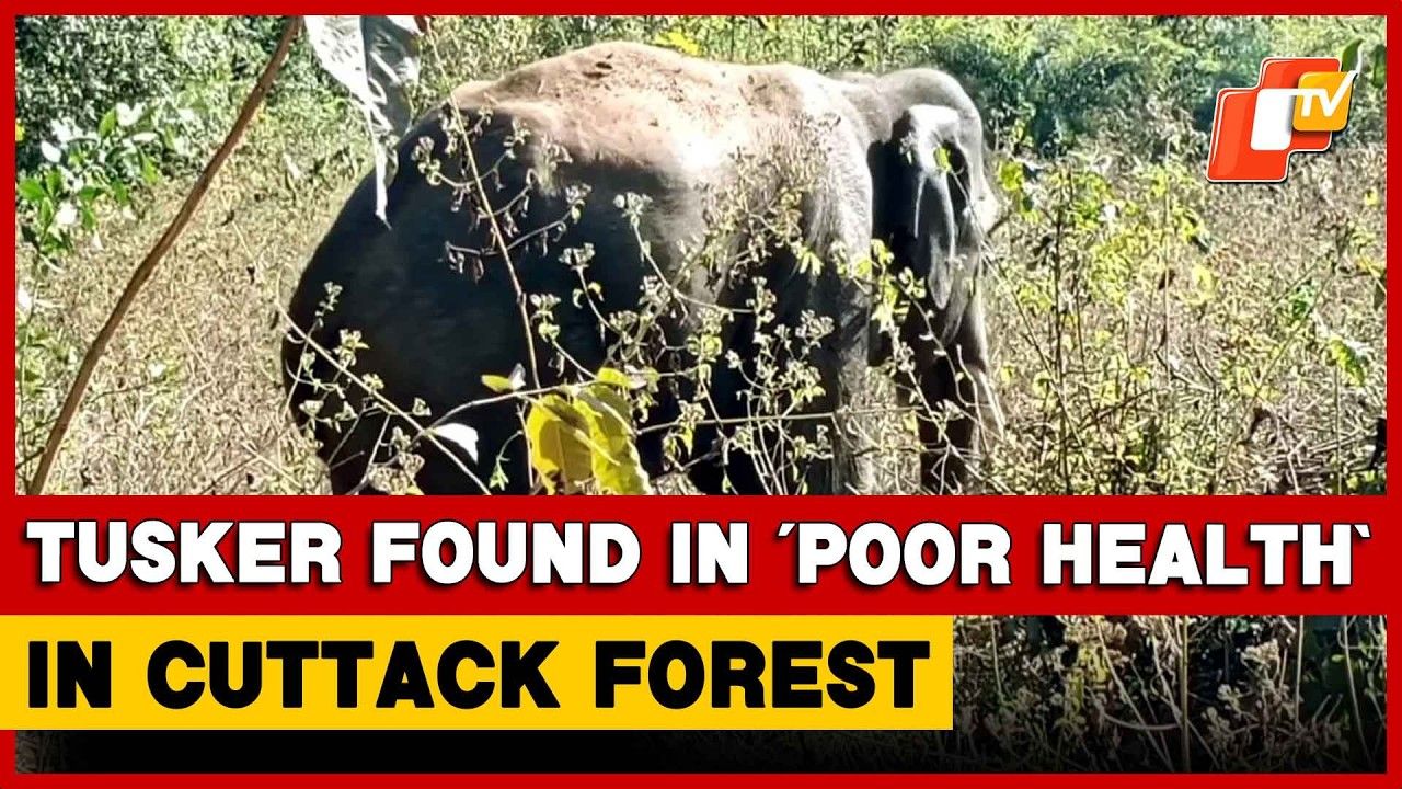 Tusker Found ‘Severely Injured’ In Odisha’s Cuttack, Sparks Concern