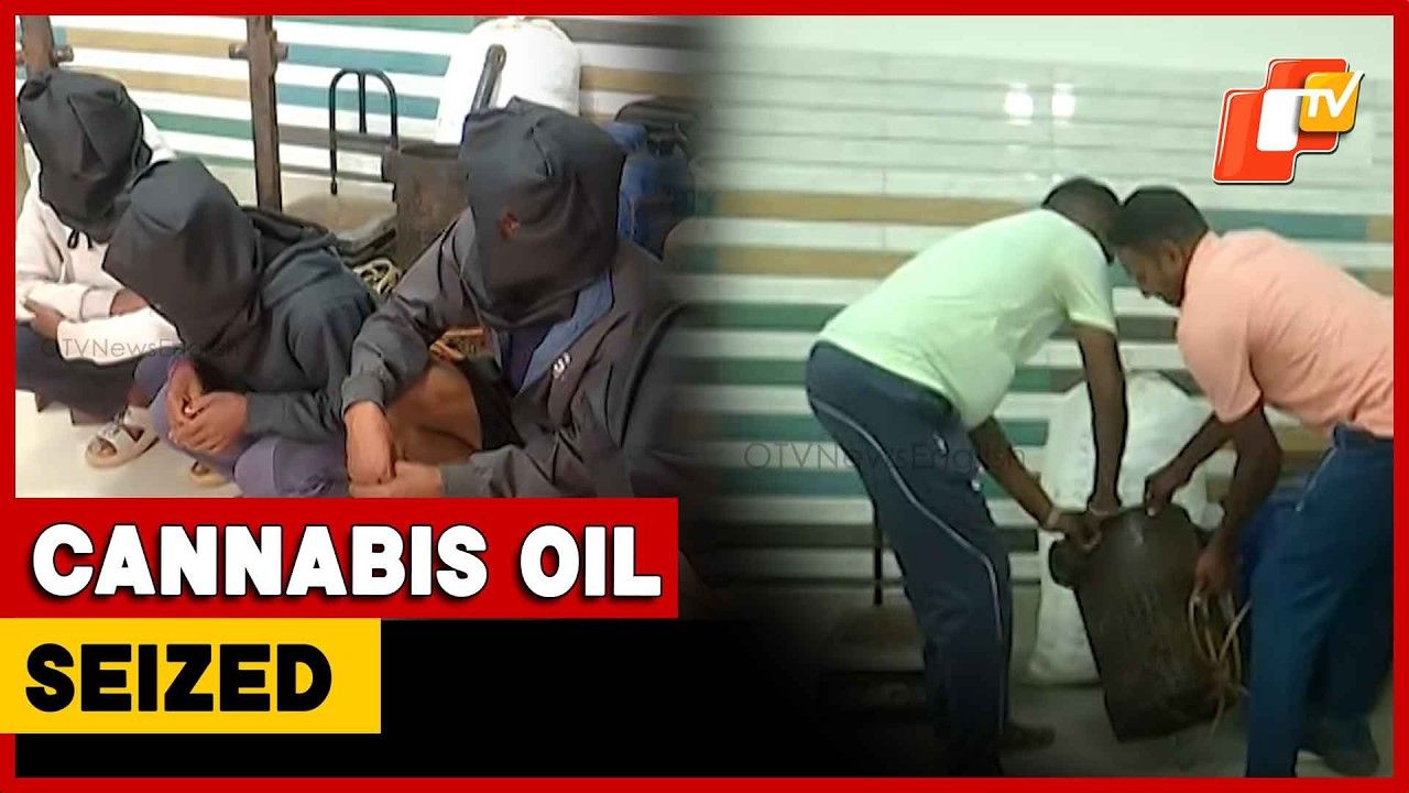 Cannabis Oil Worth Rs 25L Seized In Malkangiri, Four Arrested