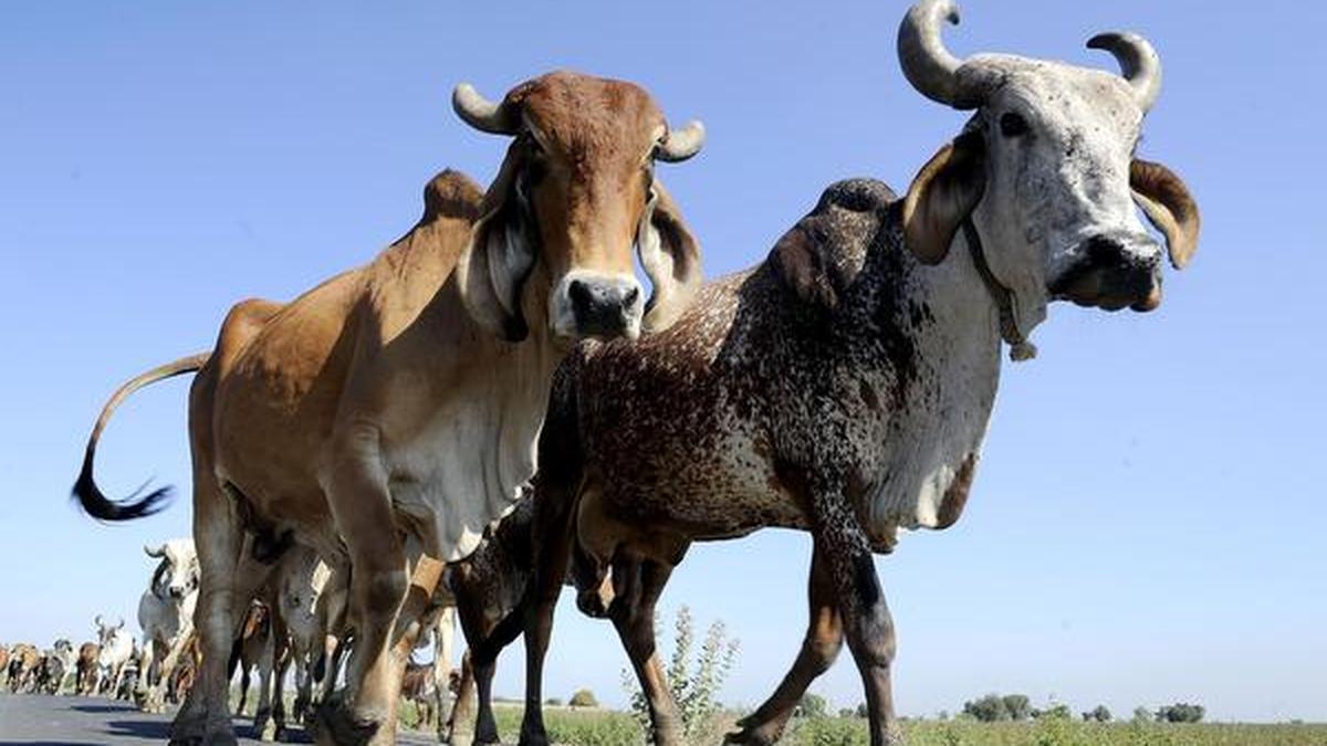 India’s first ‘cow culture’ museum to open in U.P.’s Mathura
