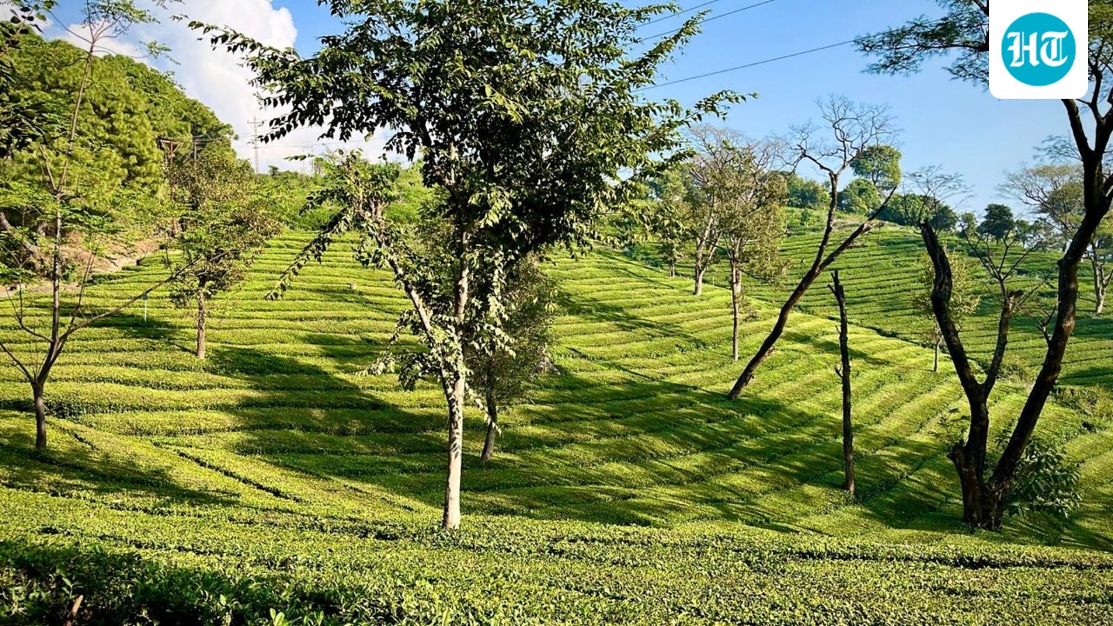 Vagaries of weather: Trouble brews for Himachal’s tea industry