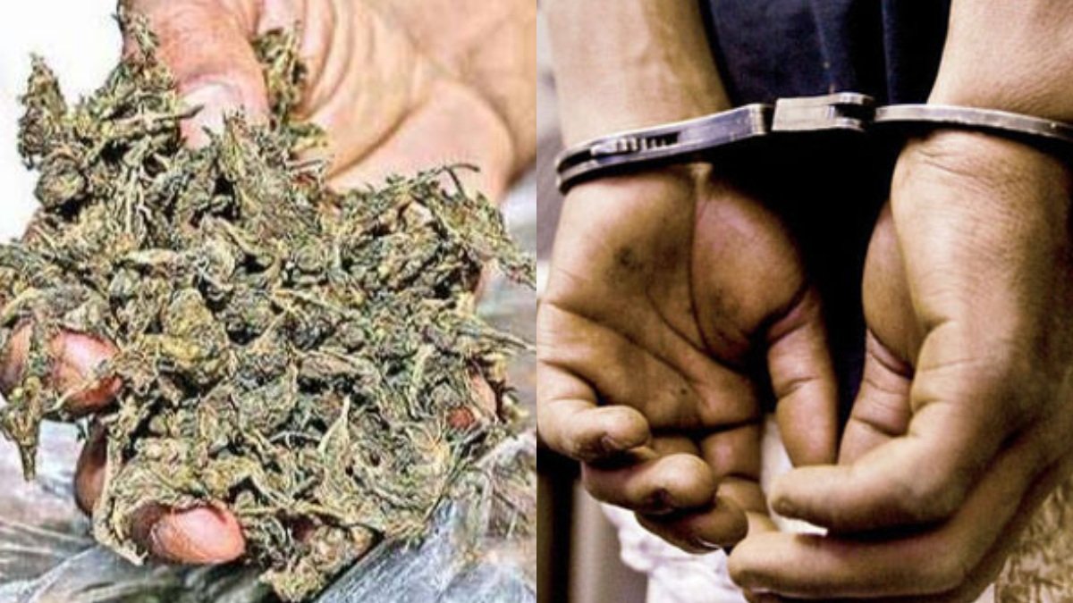 598 KG Ganja Seized: Two Persons Arrested