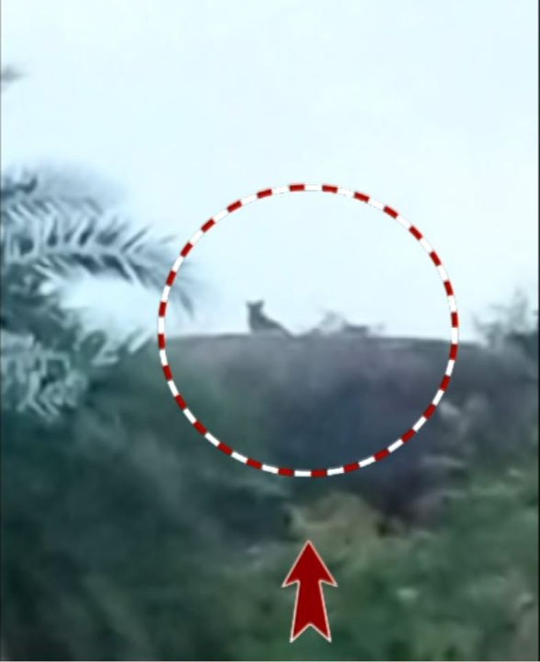 Viral ‘leopard’ sighting triggers panic in Odisha village, forest officials probe claim