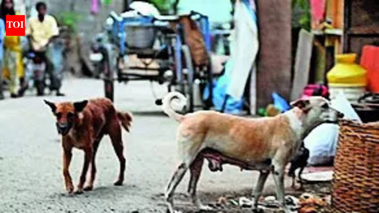 Stray dog runs away with amputated part from B’sarai hosp