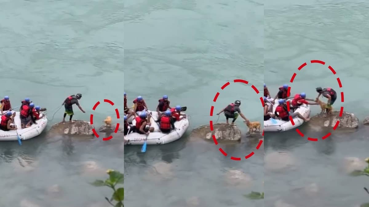 Heartstopping Video of Raft Operator Rescuing Stranded Dog’s Life in Rising Ganga Goes Viral | WATCH