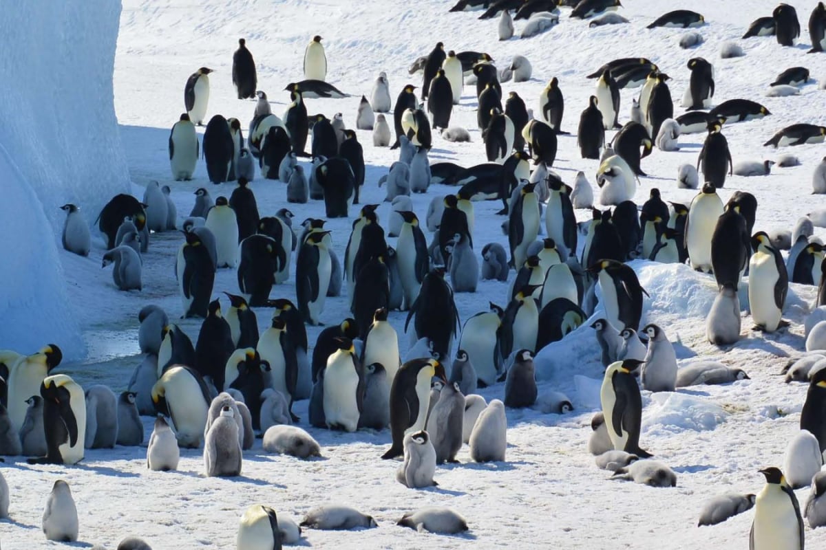 Beloved Emperor Penguin Declared ‘Endangered’ As Population Drops Sharply, Says IUCN
