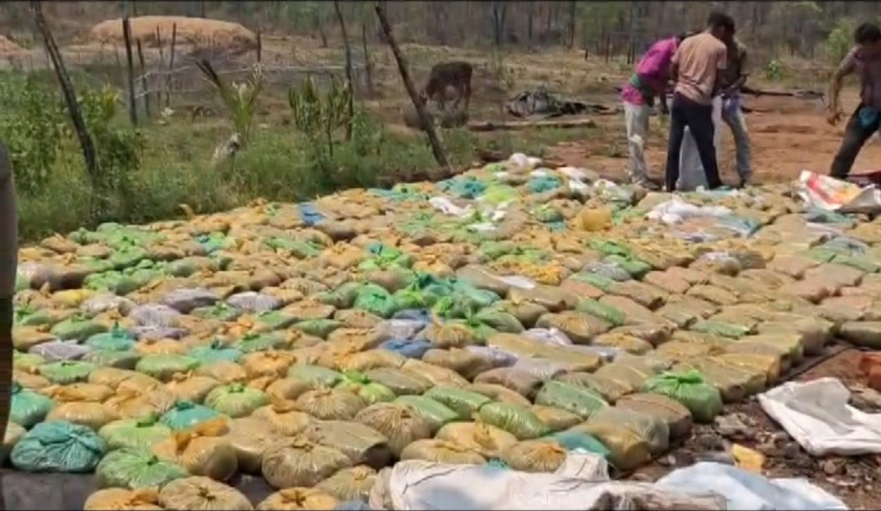 Deep inside Odisha’s forest, a farmhouse with ‘ganja’ worth crores exposed!