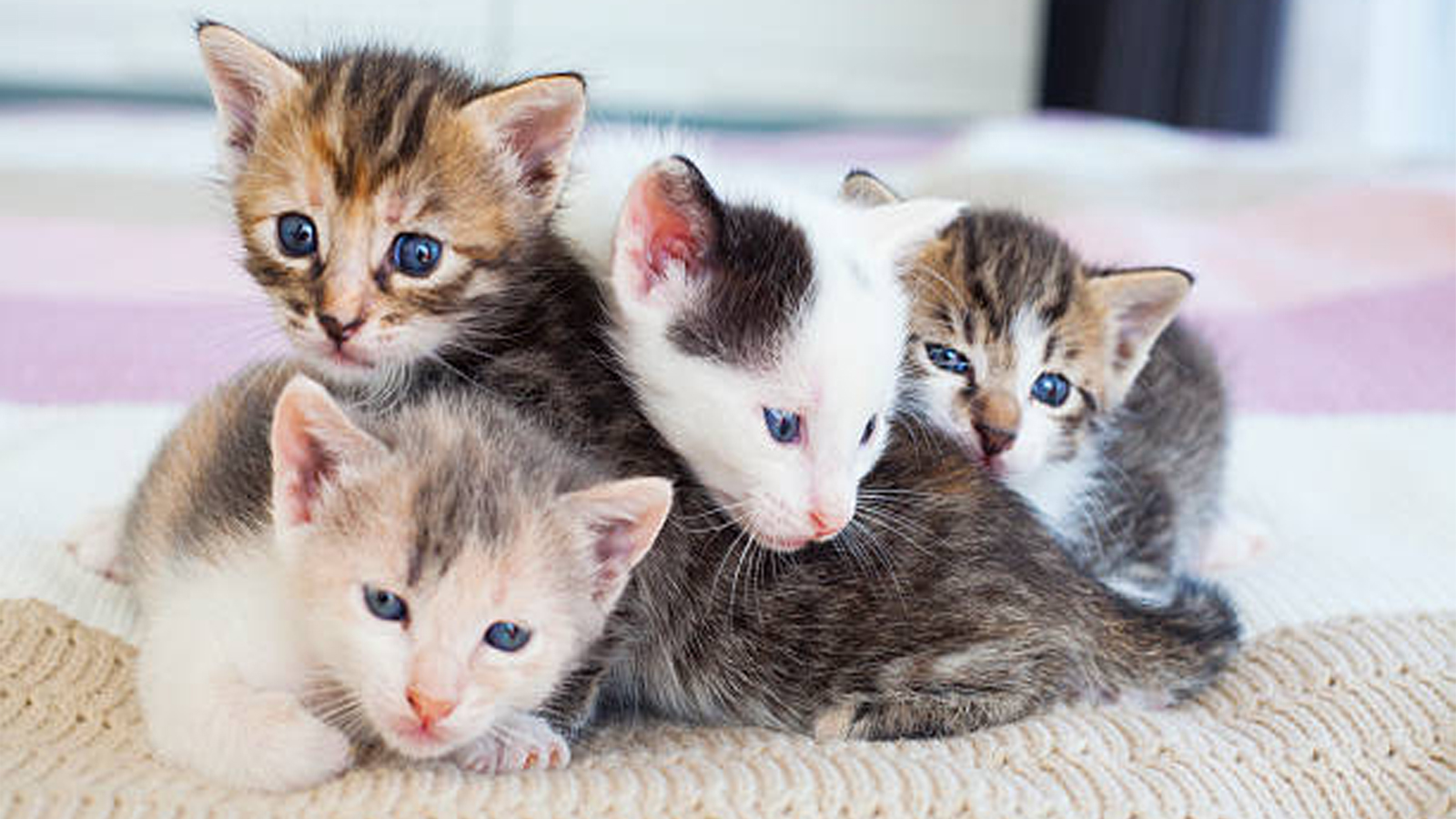 A Tail of Dispute: When Kitten Care Became a Police Matter