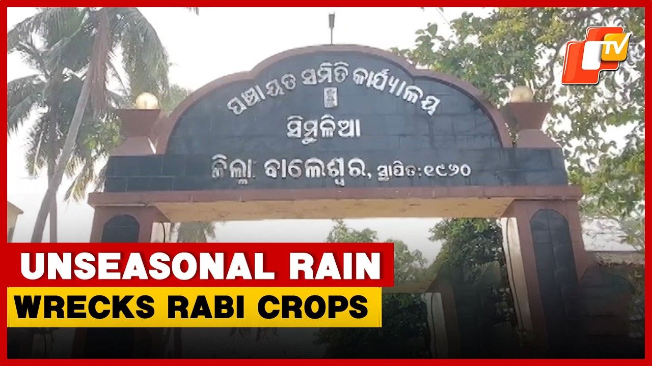 Unseasonal Rain Wrecks Rabi Crops In Odisha’s Balasore; Farmers In Stress | OTV