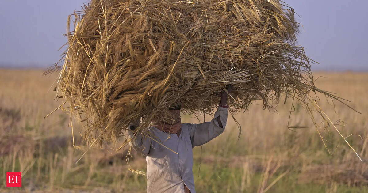 India’s wheat output likely at 110-120 mn ton in 2025-26 amid weather damage, says Food Secy