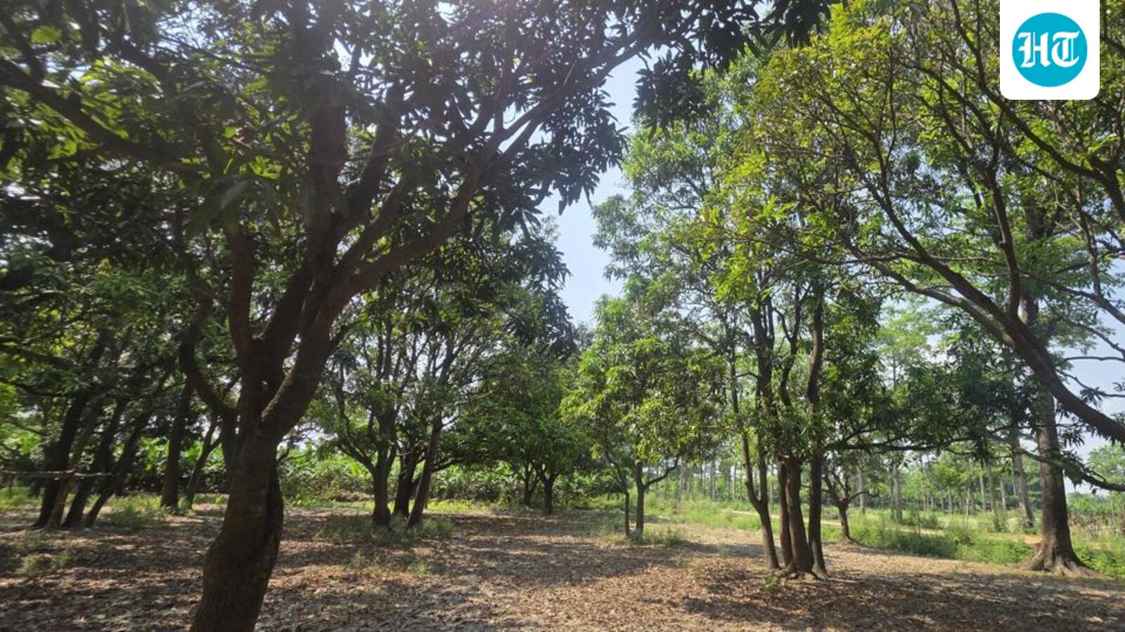 Climate stress, pests shrink mango harvest