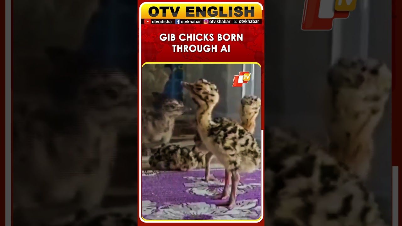 Great Indian Bustard Conservation Breakthrough: 2 New Chicks Hatched Using AI Technology! | OTV