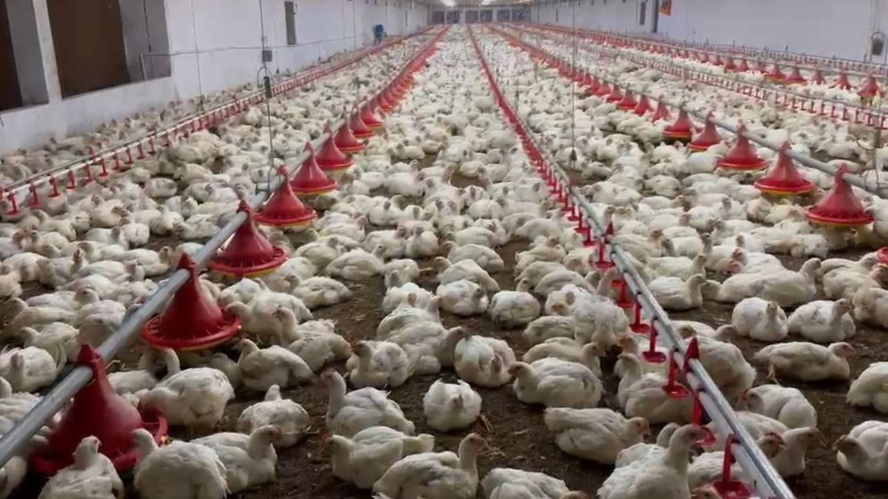 Mass poultry loss in Malkangiri: 12 tonnes of chickens die after farm left without ‘diesel supply’